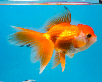 Orange Oranda (3.5-4.25 inches)