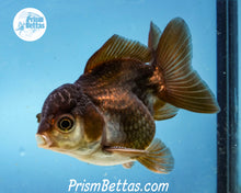 Load image into Gallery viewer, Black and White Shortbodied Oranda Male (3 inches nose to tail)