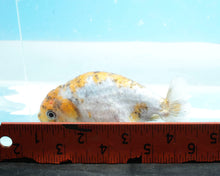 Load image into Gallery viewer, Blue Calico Ranchu (3.5 inches) Imported from Thailand