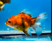Load image into Gallery viewer, Calico Oranda  (3.5 inches) Imported from Thailand