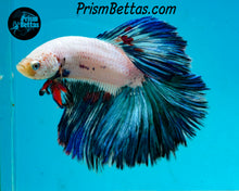 Load image into Gallery viewer, Blue Rim Marble Halfmoon Male