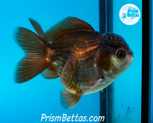 Load image into Gallery viewer, Black and White Shortbodied Oranda Male (3 inches nose to tail)