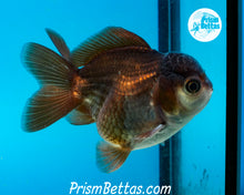 Load image into Gallery viewer, Black and White Shortbodied Oranda Male (3 inches nose to tail)