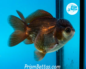 Black and White Shortbodied Oranda Male (3 inches nose to tail)