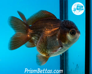 Black and White Shortbodied Oranda Male (3 inches nose to tail)