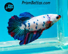 Load image into Gallery viewer, Marble Halfmoon Female