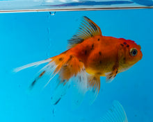 Load image into Gallery viewer, Calico Oranda (2.75-3.5 inches) Imported from Israel