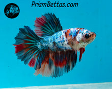 Load image into Gallery viewer, Rainbow Marble Halfmoon Female