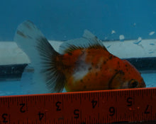 Load image into Gallery viewer, Calico Oranda  (3.5 inches) Imported from Thailand
