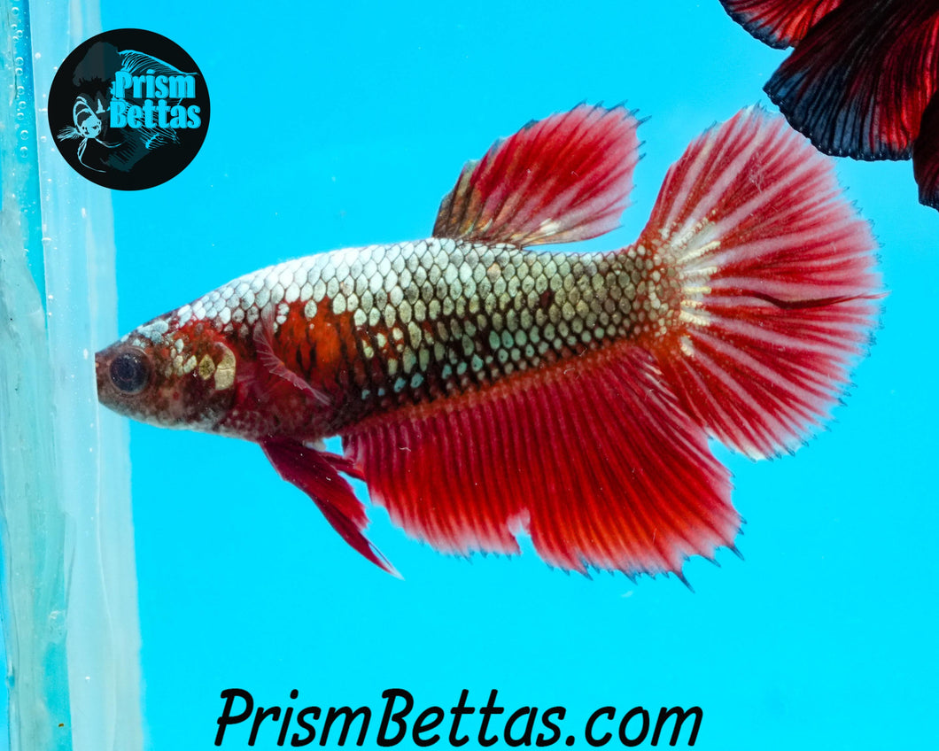 Copper Marble Halfmoon Female