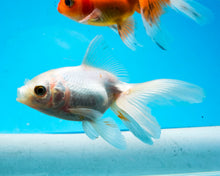 Load image into Gallery viewer, White Oranda (2.75-3.5 inches) Imported from Israel