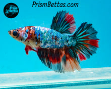 Load image into Gallery viewer, Rainbow Marble Halfmoon Female