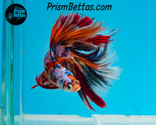 Load image into Gallery viewer, Galaxy Candy Koi Doubletail Halfmoon Male