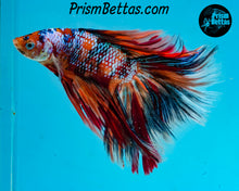 Load image into Gallery viewer, Galaxy Candy Koi Doubletail Halfmoon Male