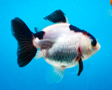 Load image into Gallery viewer, Panda Monster Oranda Male  (3 inches) Imported from Thailand