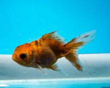 Load image into Gallery viewer, Calico Oranda (2.75-3.5 inches) Imported from Israel