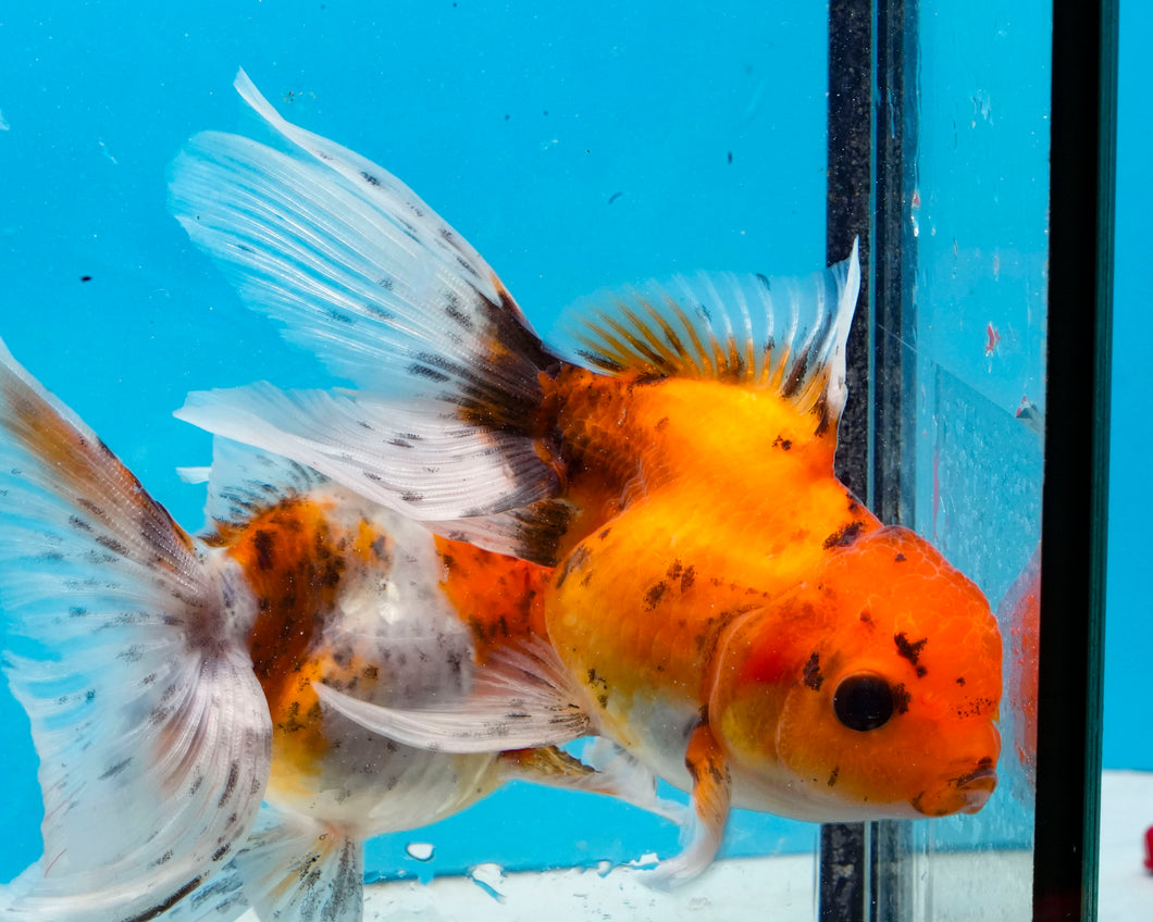 Calico  Oranda (3.5-4.25 inches)