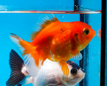 Load image into Gallery viewer, Orange Goldcoin Oranda Male  (3 inches) Imported from Thailand