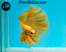 Load image into Gallery viewer, Yellow Halfmoon Male