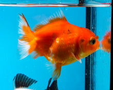 Load image into Gallery viewer, Orange Goldcoin Oranda Male  (3 inches) Imported from Thailand