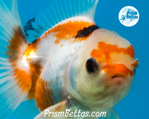 Tricolor Oranda Male (3.5 inches nose to tail)