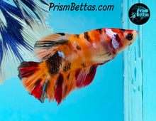 Load image into Gallery viewer, Candy Koi Halfmoon Female
