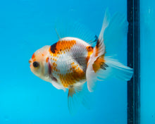 Load image into Gallery viewer, Tricolor Oranda Male (3.5 inches nose to tail)