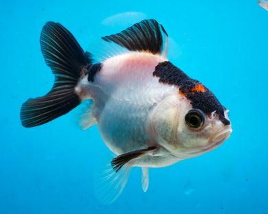 Panda Monster Oranda Male  (3 inches) Imported from Thailand