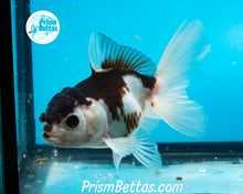 Load image into Gallery viewer, Panda Oranda Likely Female (3.5 inches nose to tail)