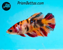 Load image into Gallery viewer, Candy Koi Halfmoon Female