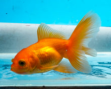Load image into Gallery viewer, Orange Oranda (2.75-3.5 inches) Imported from Israel
