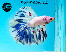 Load image into Gallery viewer, Marble Halfmoon Male
