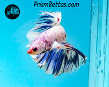 Load image into Gallery viewer, Marble Halfmoon Male