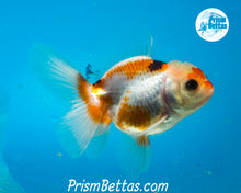 Load image into Gallery viewer, Tricolor Oranda Male (3.5 inches nose to tail)