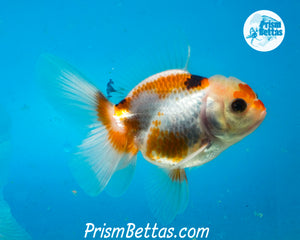 Tricolor Oranda Male (3.5 inches nose to tail)