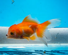 Load image into Gallery viewer, Orange and White Oranda (2.75-3.5 inches) Imported from Israel