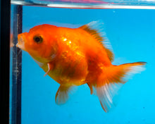 Load image into Gallery viewer, Orange Goldcoin Oranda Male  (3 inches) Imported from Thailand