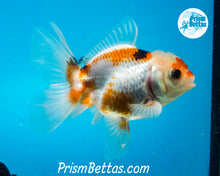 Load image into Gallery viewer, Tricolor Oranda Male (3.5 inches nose to tail)