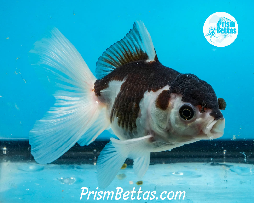 Panda Oranda Likely Female (3.5 inches nose to tail)