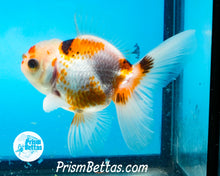 Load image into Gallery viewer, Tricolor Oranda Male (3.5 inches nose to tail)