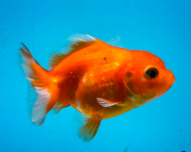 Orange Goldcoin Oranda Male  (3 inches) Imported from Thailand