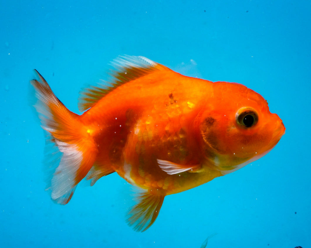 Orange Goldcoin Oranda Male  (3 inches) Imported from Thailand