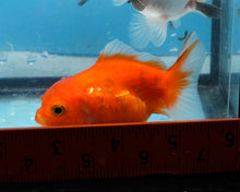 Load image into Gallery viewer, Orange Goldcoin Oranda Male  (3 inches) Imported from Thailand