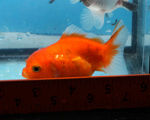 Orange Goldcoin Oranda Male  (3 inches) Imported from Thailand