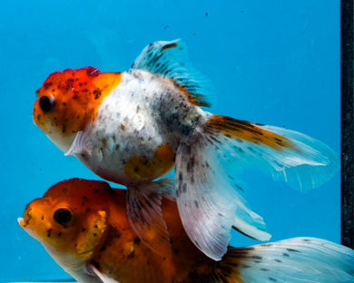 Calico  Oranda (3.5-4.25 inches)