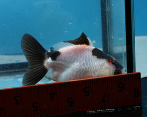 Panda Monster Oranda Male  (3 inches) Imported from Thailand