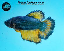 Load image into Gallery viewer, Mustard Gas Halfmoon Female