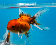 Load image into Gallery viewer, Calico  Oranda (3.5-4.25 inches)