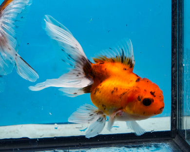 Calico  Oranda (3.5-4.25 inches)