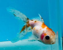 Load image into Gallery viewer, Calico Oranda (2.75-3.5 inches) Imported from Israel